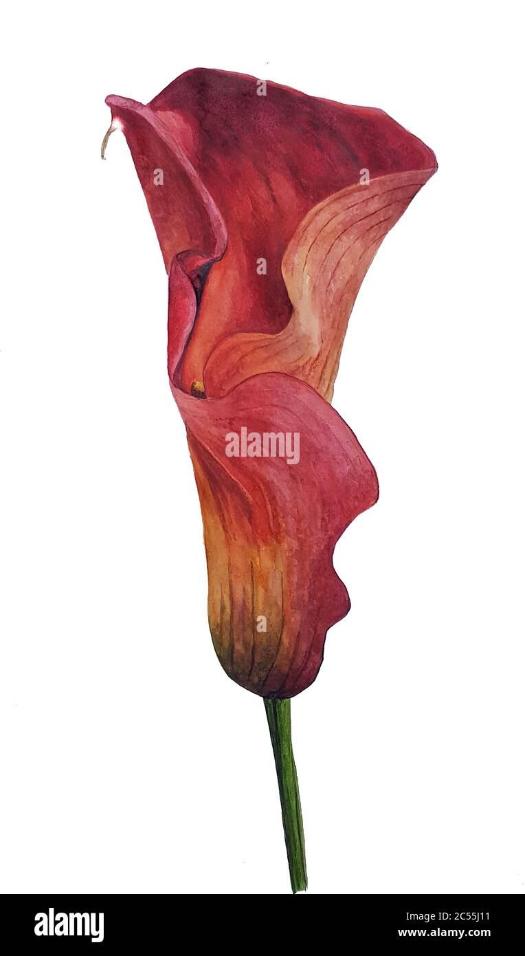 Aquarell-Gemälde einer roten Calla-Lilie Stockfoto