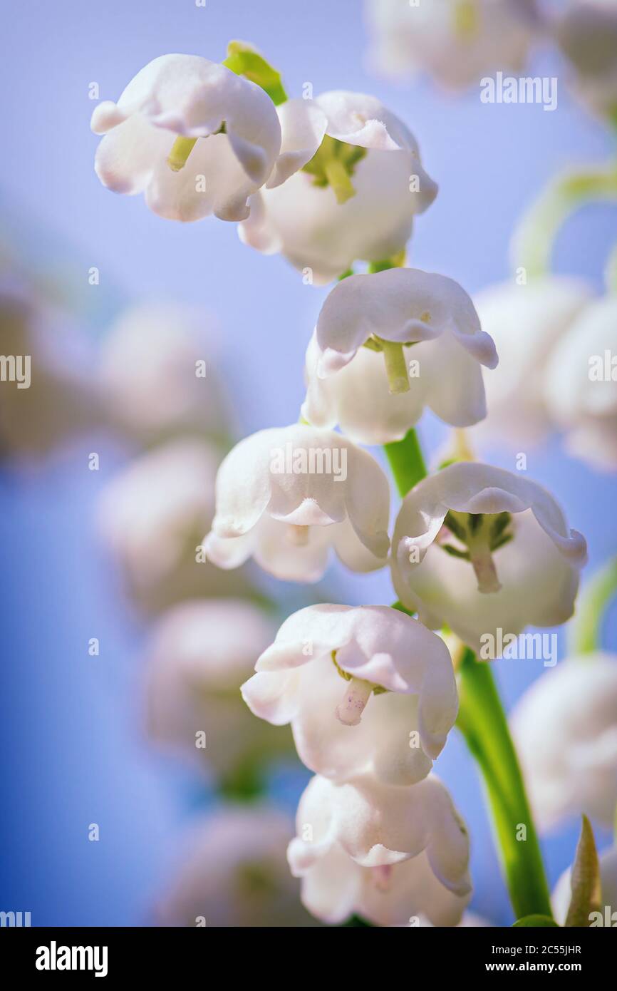 Natürliche Natur Hintergrund mit blühenden schönen Blumen Lilien des Tales Lilien-of-the-Valley. Blume Frühling Maiglöckchen Hintergrund Verti Stockfoto