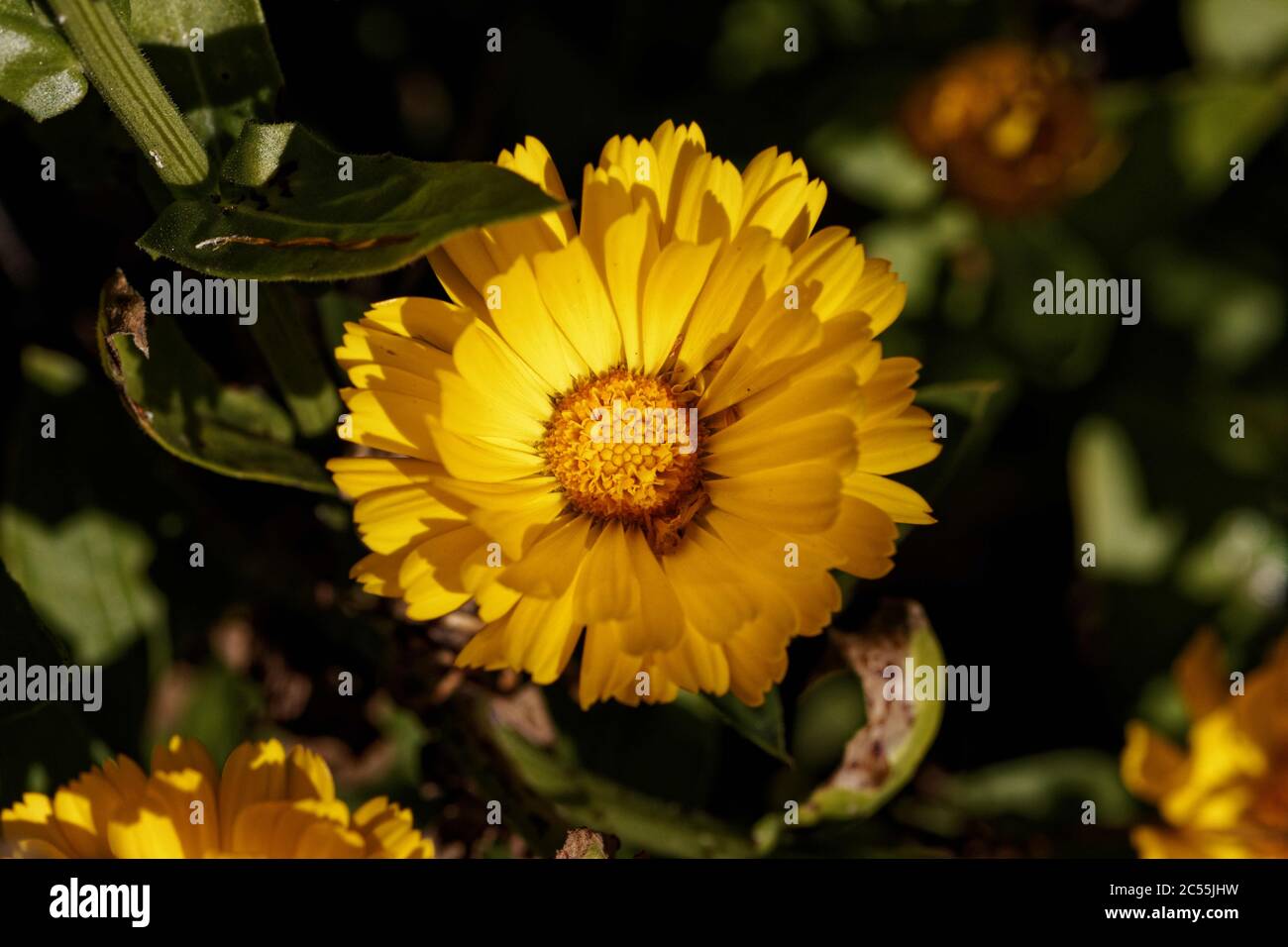 Calendula officinalis, der Topf Ringelblume, Ruddles, gemeine Ringelblume oder Scotch Ringelblume, ist eine blühende Pflanze aus der Familie der Gänseblümchen Asteraceae. Stockfoto