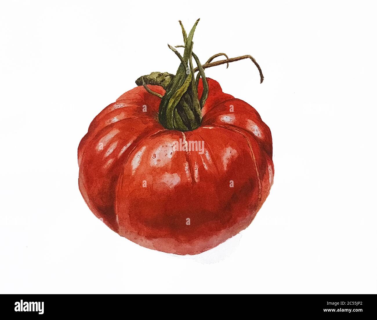 Aquarell-Gemälde einer reifen Tomate Stockfoto