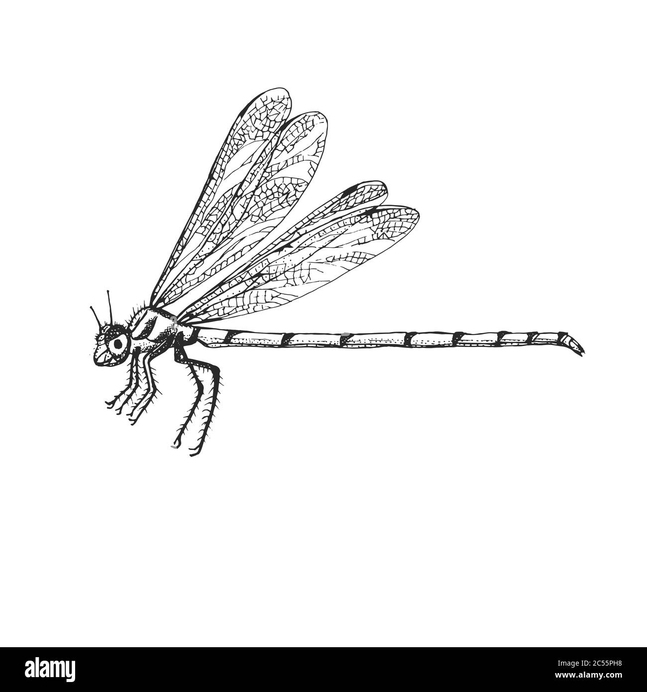 Odonata Insect Bug Käfer im Vintage alten handgezeichneten Stil graviert Illustration Holzschnitt. Stock Vektor
