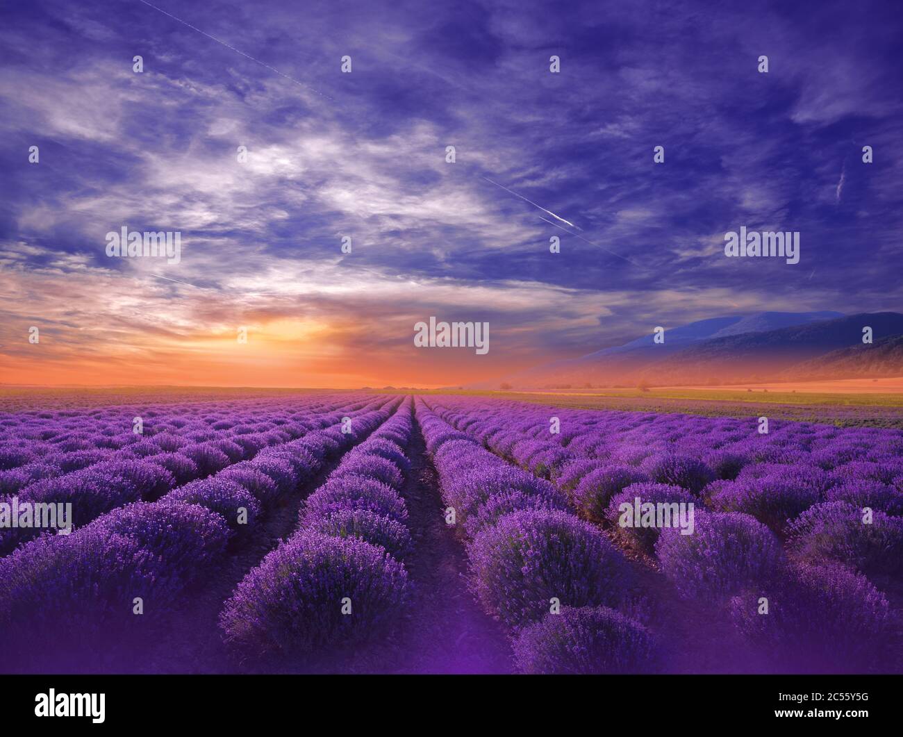 Schöne ruhige Natur Hintergrund.erstaunliche Lavendel Blumen.Kreative Fotografie.Fantasy Blumenkunst.künstlerische Wallpaper.Lavendel Feld bei Sonnenuntergang. Stockfoto