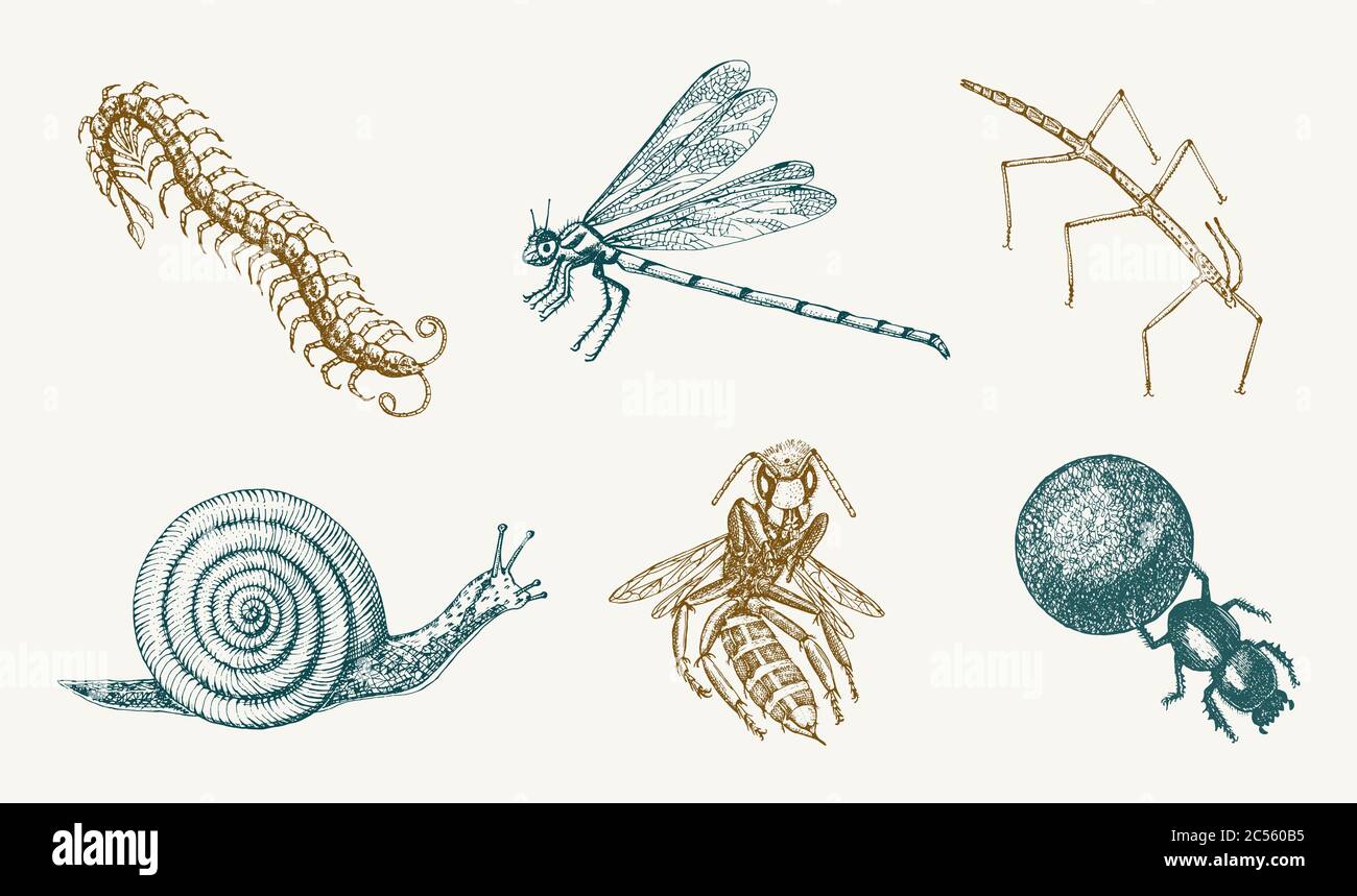 45-teiliges Insekten-Ausschneide-Set – Bunte Käfer, Schmetterlinge & Bienen Aus Karton Für Deko & Basteln