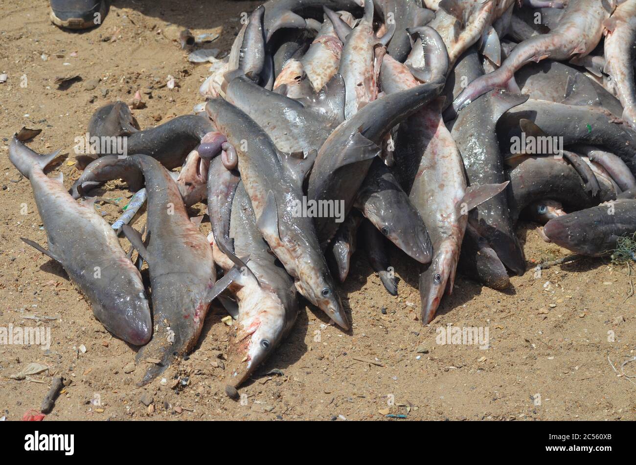 Illegal gefangener unreifer Haie landete in Mbour Beach, Senegal Stockfoto