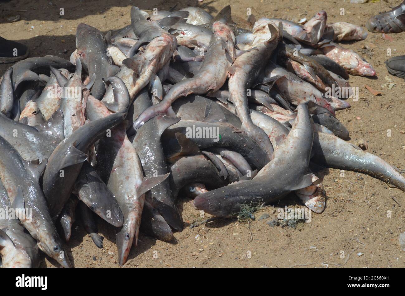 Illegal gefangener unreifer Haie landete in Mbour Beach, Senegal Stockfoto