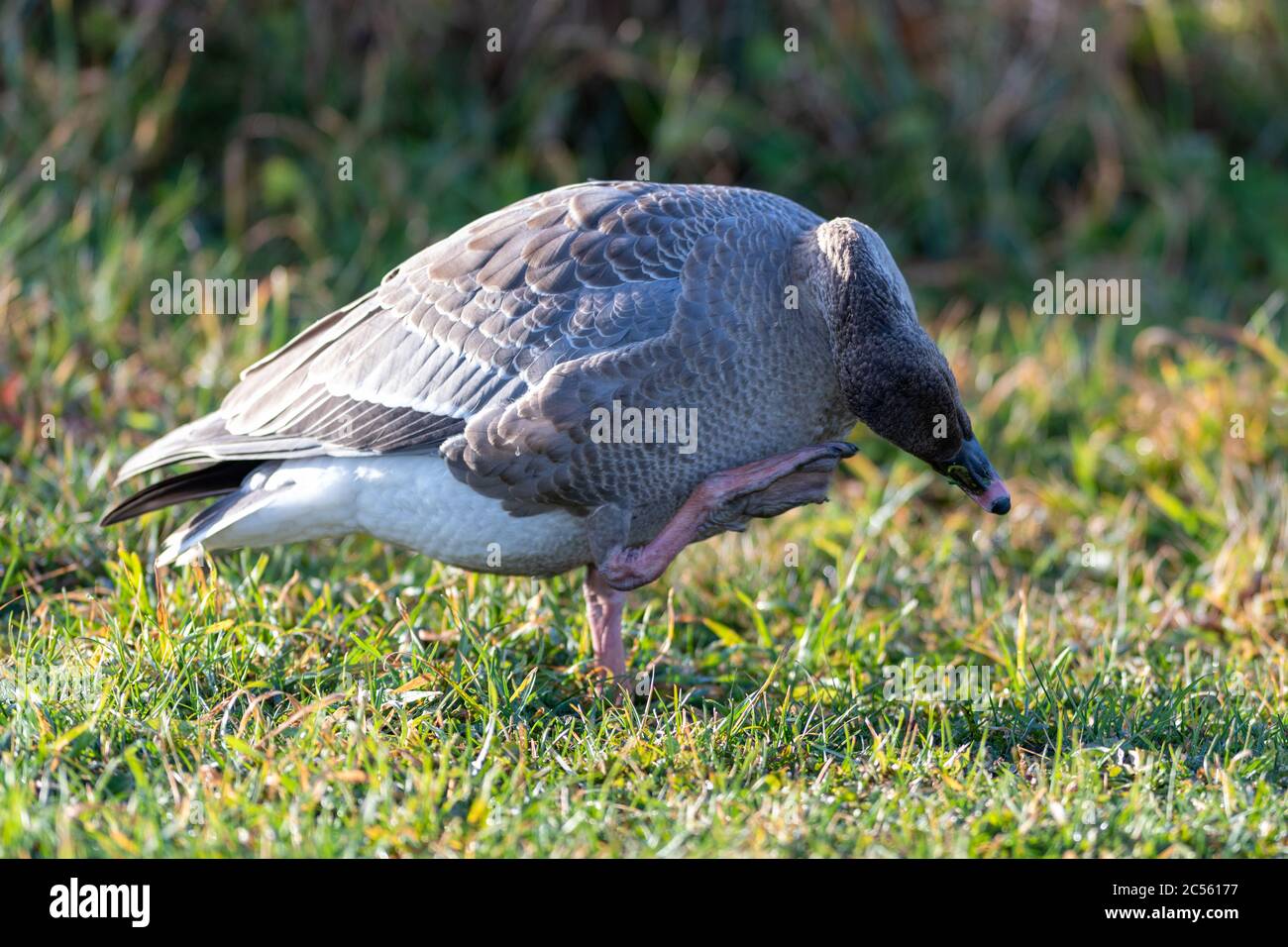 Eine wilde pinkfarbene Gänse steht auf einem Grasfeld, die Sonne scheint auf ihrem Körper. Die Gans hat eine braune gefiederte Brust mit schwarzem und weißem Schwanz. Stockfoto