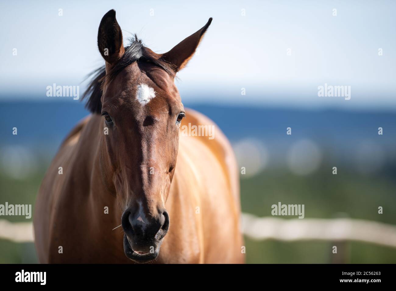 Ein braunes Pferd, das geradeaus mit dem Meer, dem blauen Himmel und Bäumen im Hintergrund blickt. Das Tier hat einen weißen Fleck auf seiner Stirn. Stockfoto