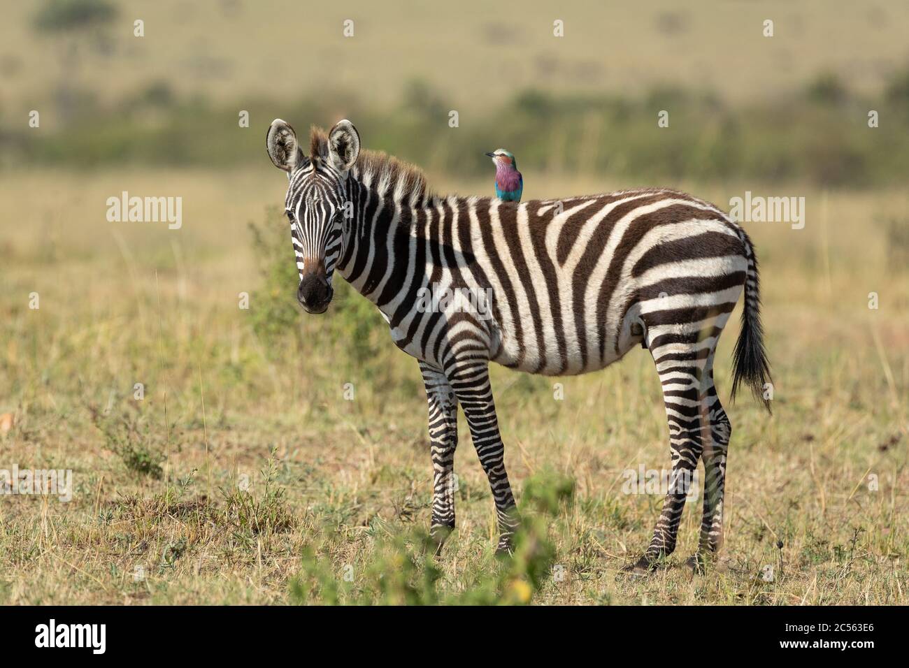 Horizontale Ansicht eines kleinen Baby-Zebras mit einem Fliederreiher auf dem Rücken in Masai Mara Kenia Stockfoto