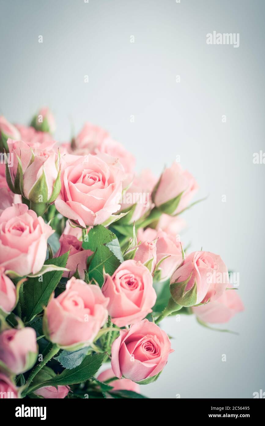 Bouquet von rosa Rosen in einer weißen Vase auf blauem Hintergrund Nahaufnahme Stockfoto
