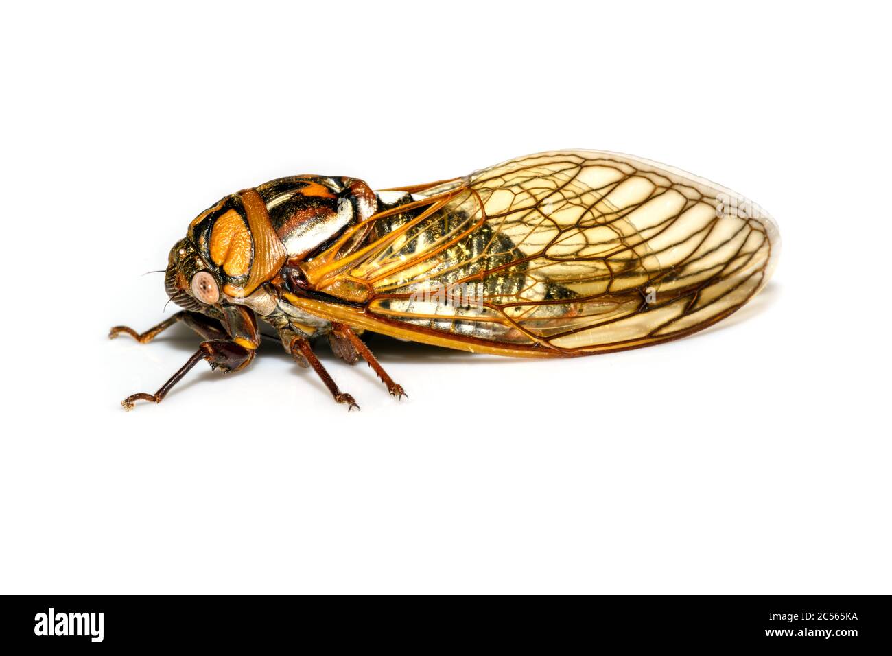 Bush cicada oder Riese Grasland cicada - Megatibicen dorsatus - auf weißem Hintergrund Stockfoto