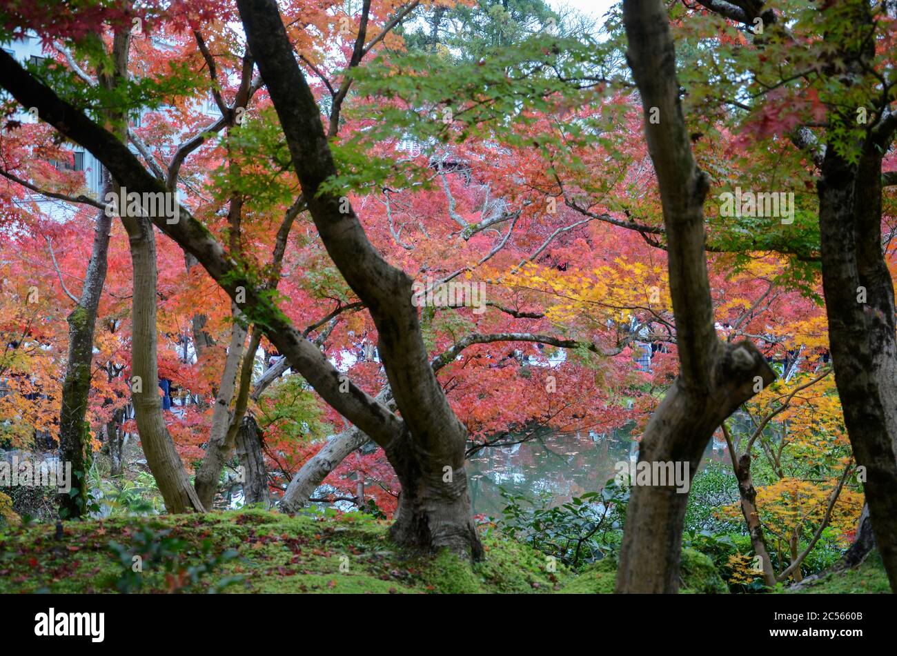 Eikando Zenrinji Gärten in Kyoto, Japan im Herbst. Der Jodo-Buddhismus-Tempel stammt aus dem Jahr 853. Stockfoto