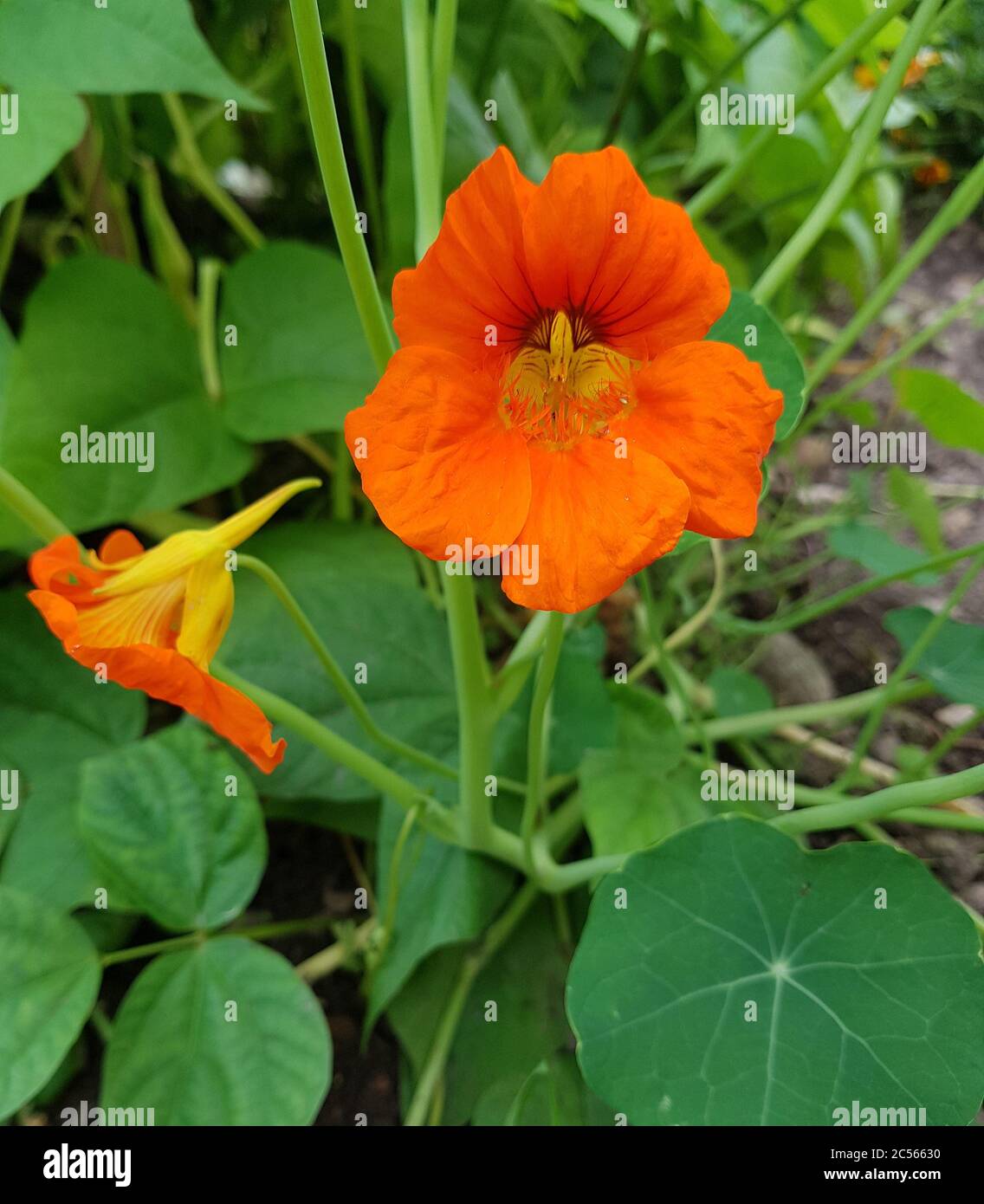 Kapuzinerkresse im Garten Stockfoto