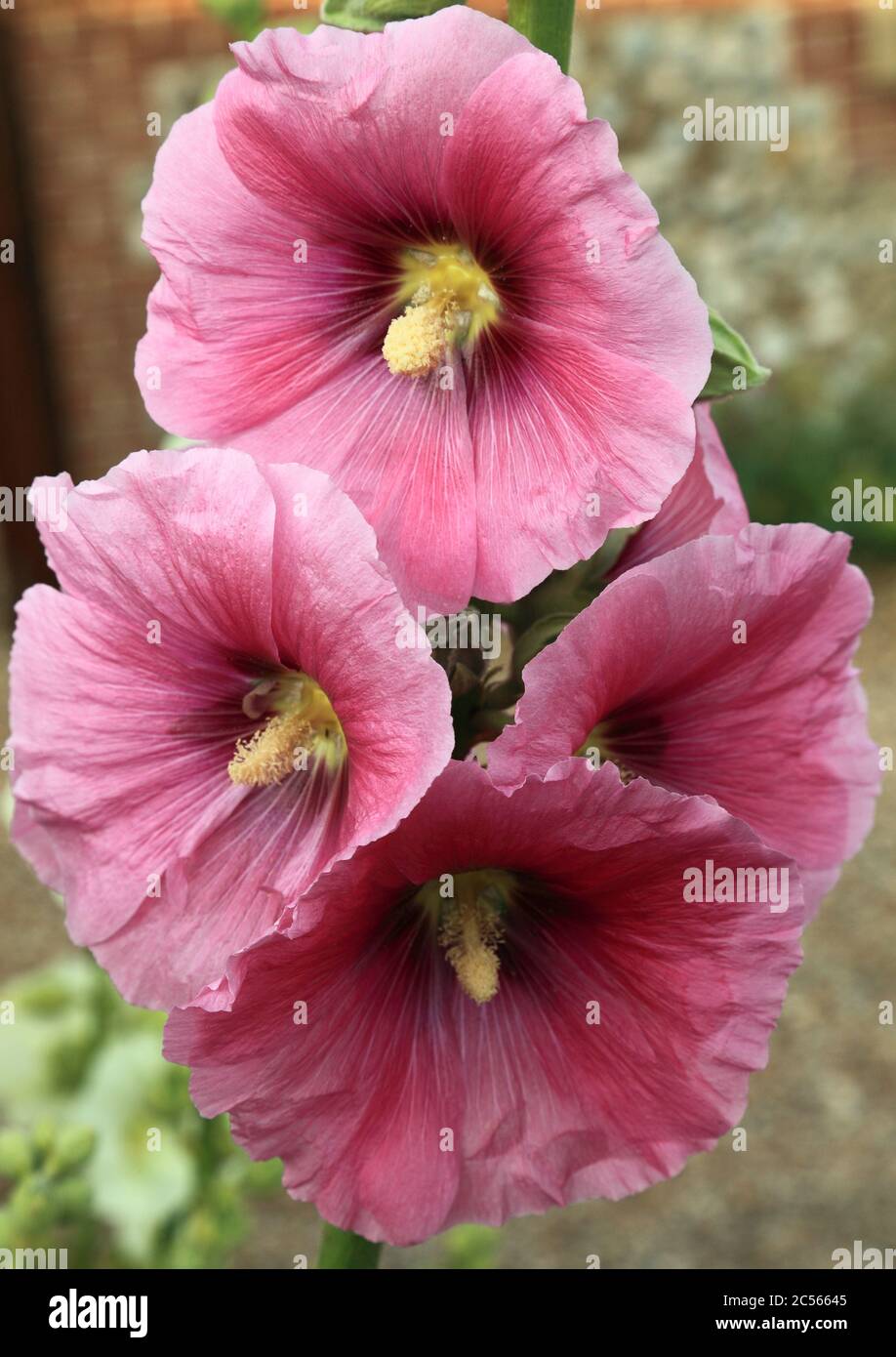 Alcea Rosea, Hollyhocks, rosa Blüten, Hollyhock Stockfoto