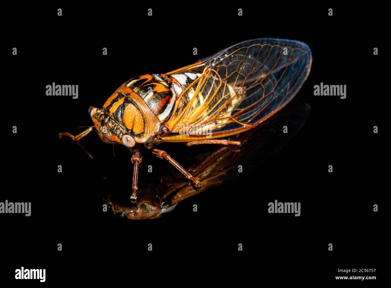 bush cicada oder Riese Grasland cicada - Megatibicen dorsatus - auf schwarzem Hintergrund Nahaufnahme Stockfoto