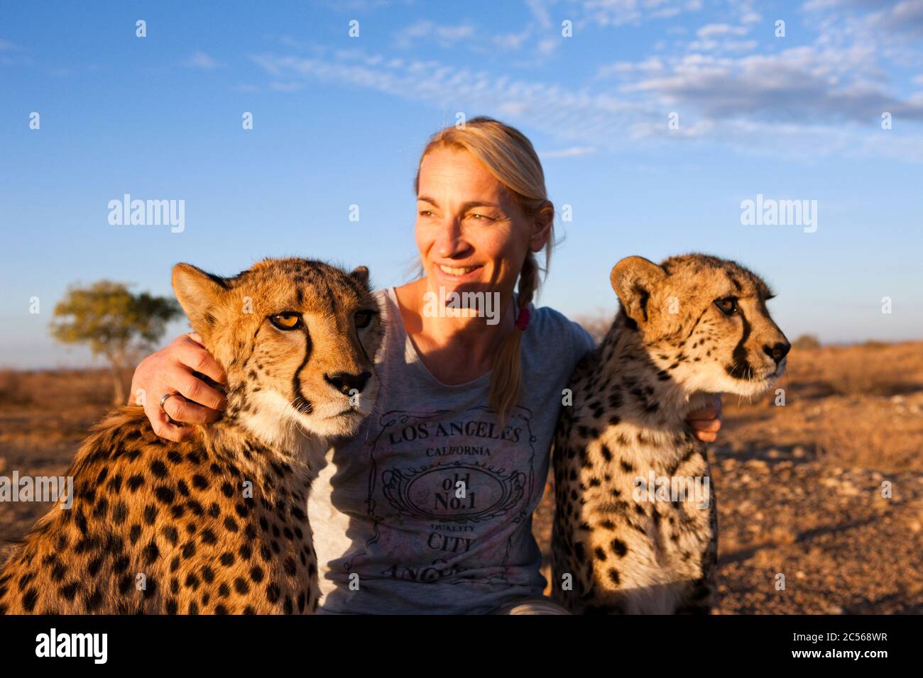 Tourist und zahmen Gepard, Acinonyx jubatus, Kalahari Basin, Namibia, Acinonyx jubatus, Kalahari Basin, Namibia Stockfoto