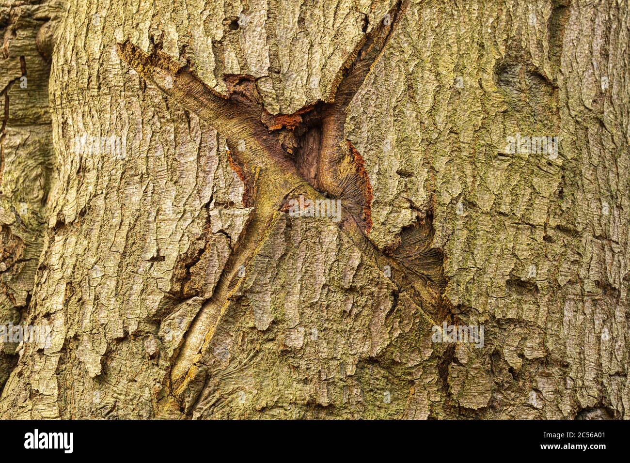 Baumstamm, Kreuz in Baum geschnitzt Stockfoto