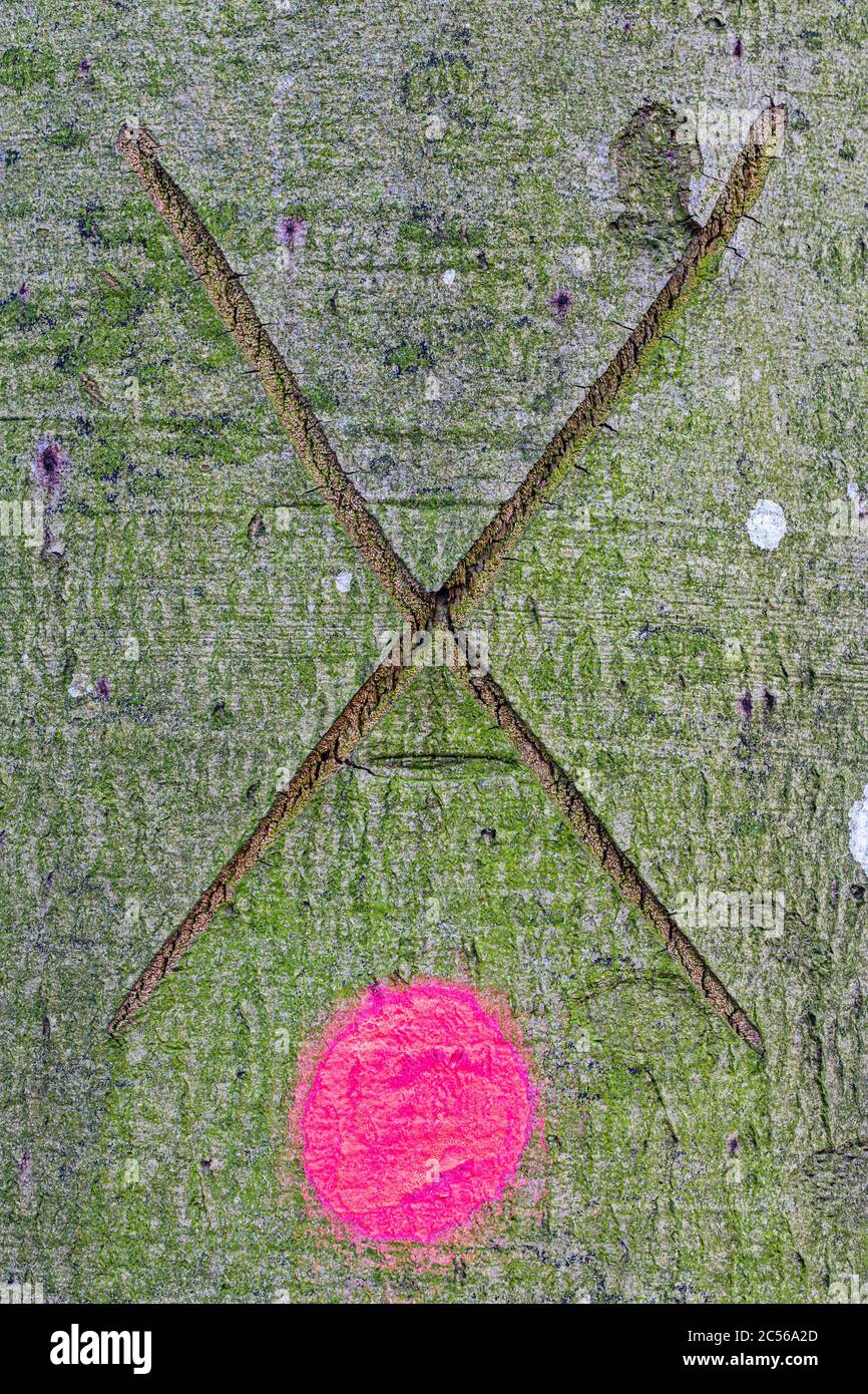 Baumstamm, Kreuz in Baum geschnitzt Stockfoto