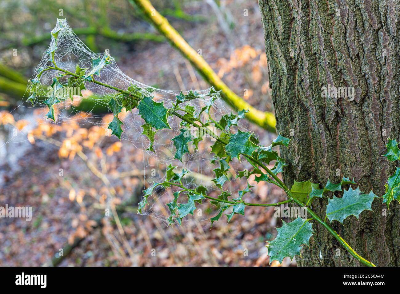 Pflanze mit Spinnennetz, Nahaufnahme, Wassertropfen Stockfoto