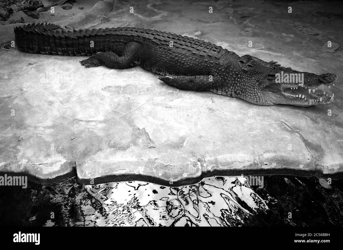 Leistenkrokodil, auch Salzwasserkrokodil, Australien Krokodil oder Saltie (Crocodylus porosus), Mund offen, gefangen, Deutschland Stockfoto