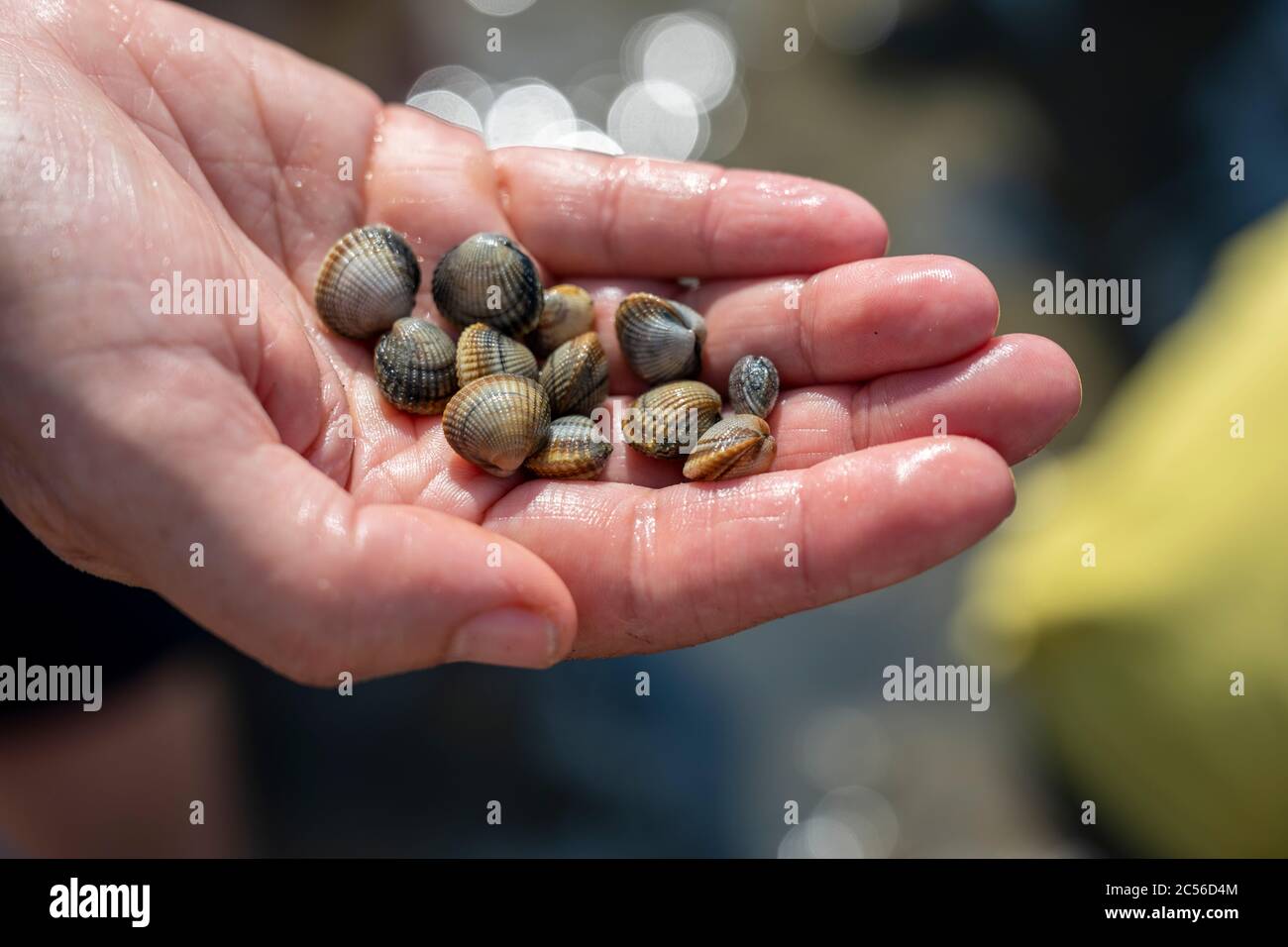 Deutschland, Niedersachsen, Ostfriesland, Juist, Herzmuscheln Stockfoto