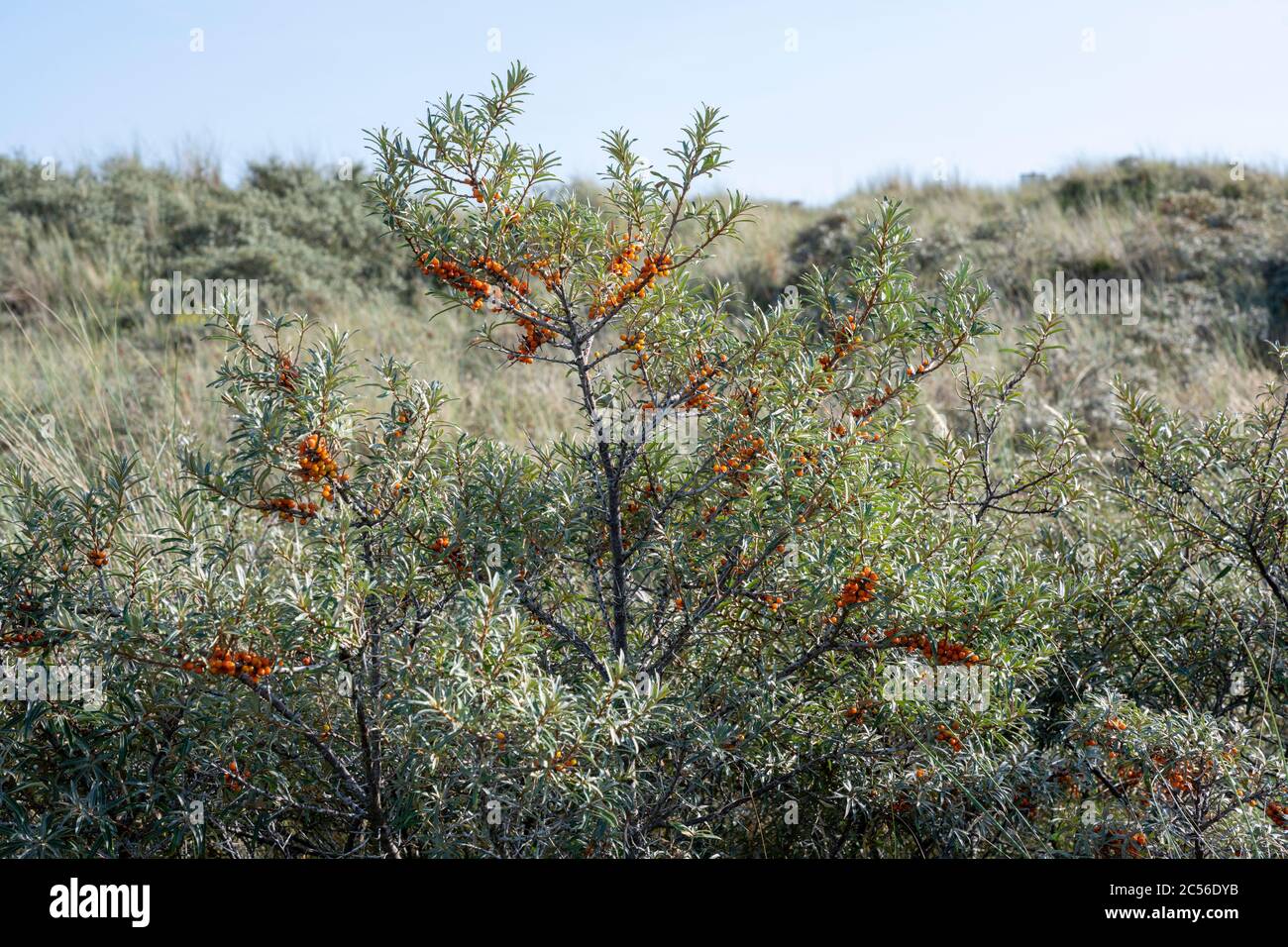 Deutschland, Niedersachsen, Ostfriesland, Juist, Sanddornsträucher (Hippophae rhamnoides) bei Kalfamer. Stockfoto