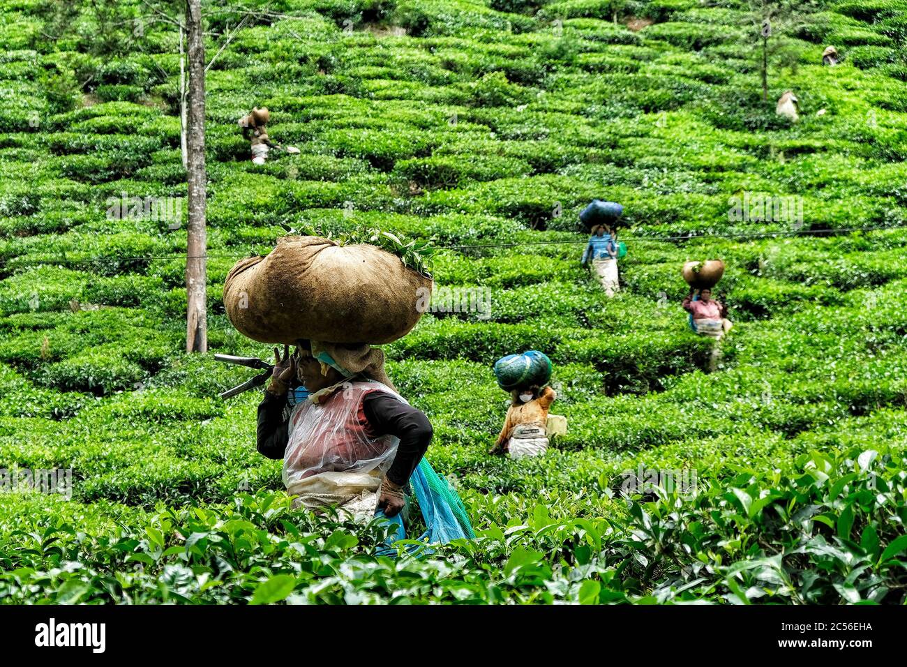 Wayanad, Indien - 2020. Juni: Eine Frau, die am 16. Juni 2020 in Wayanad, Kerala, Indien, Teeblätter auf einer Plantage sammelt. Stockfoto