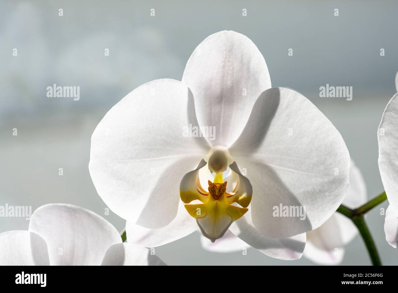Weiße Orchideen, Phalaenopsis Blume Orchidaceae Stockfoto
