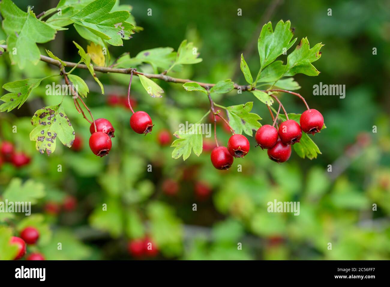 Weißdorn (Crataegus) Zweig mit Früchten. Stockfoto