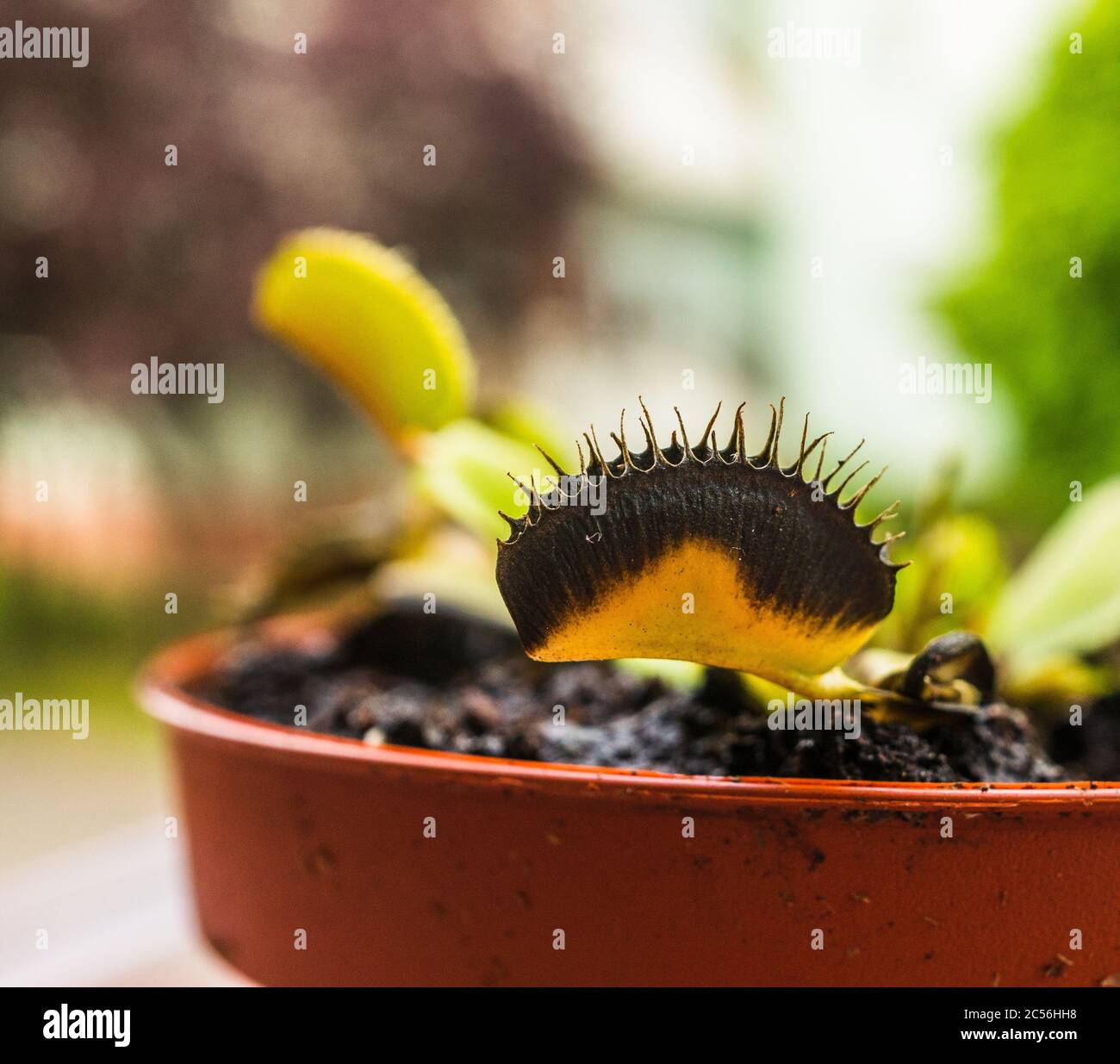Shallow-Fokus-Aufnahme einer sterbenden venusfliegenfalle-Pflanze Stockfoto