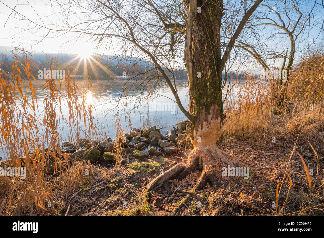 Baumstamm mit Zahnspuren von Nagen durch eurasische Biber im Winter, Main, Bürgstadt, Miltenberg, Churfranken, Spessart, Franken, Bayern Stockfoto