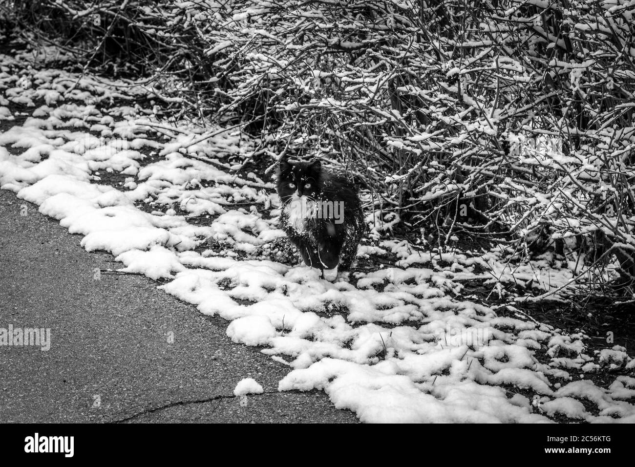 Schwarz-weiße Katze auf einem Hintergrund von verschneiten Büschen. Stockfoto