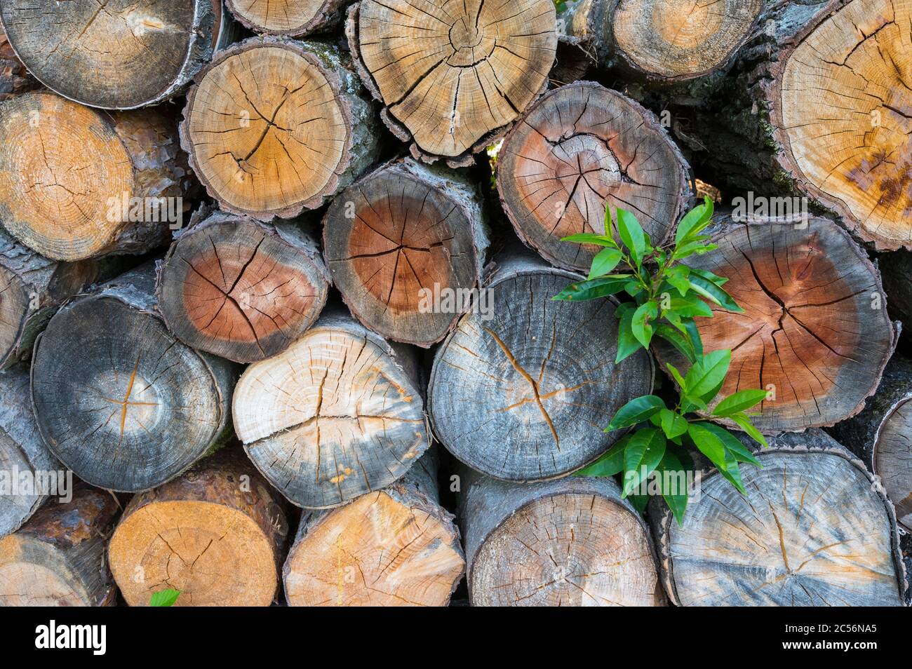 Brennholz-Stapel Stockfoto