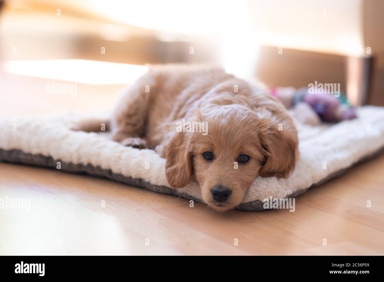 Auf der Decke liegt ein 8 Wochen alter Mini-Golddoodle (eine Mischung aus einem goldenen Retriever und einem Miniaturpudel) Stockfoto