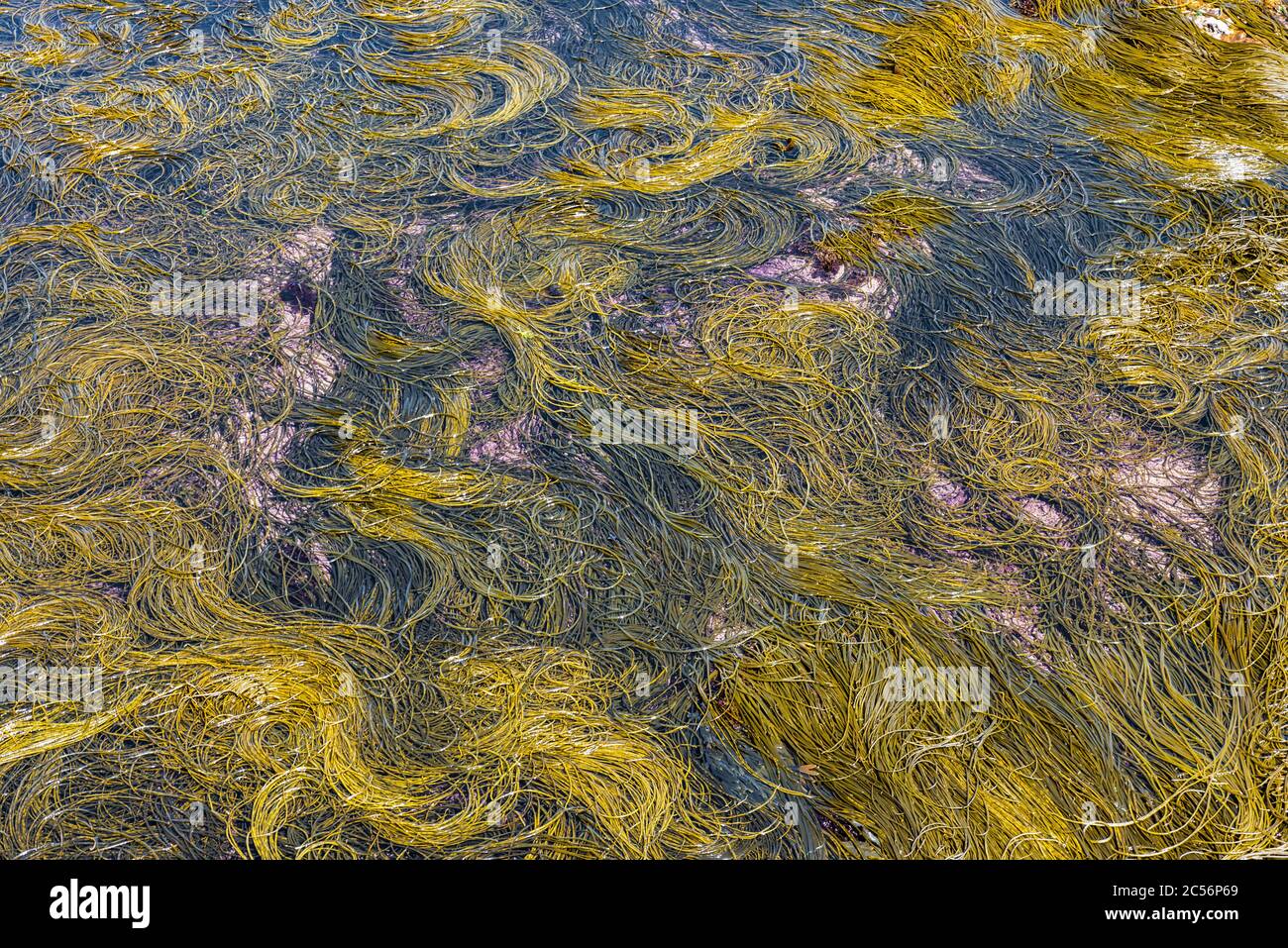 Algen im Ozean schaffen natürliche Textur abstraktes Bild Stockfoto