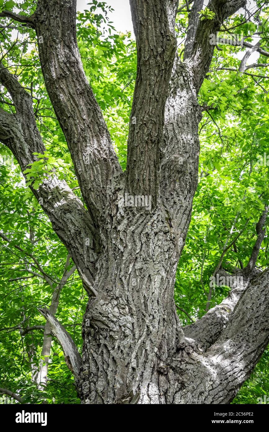 Alter trockener Stamm einer alten Eiche. Stockfoto