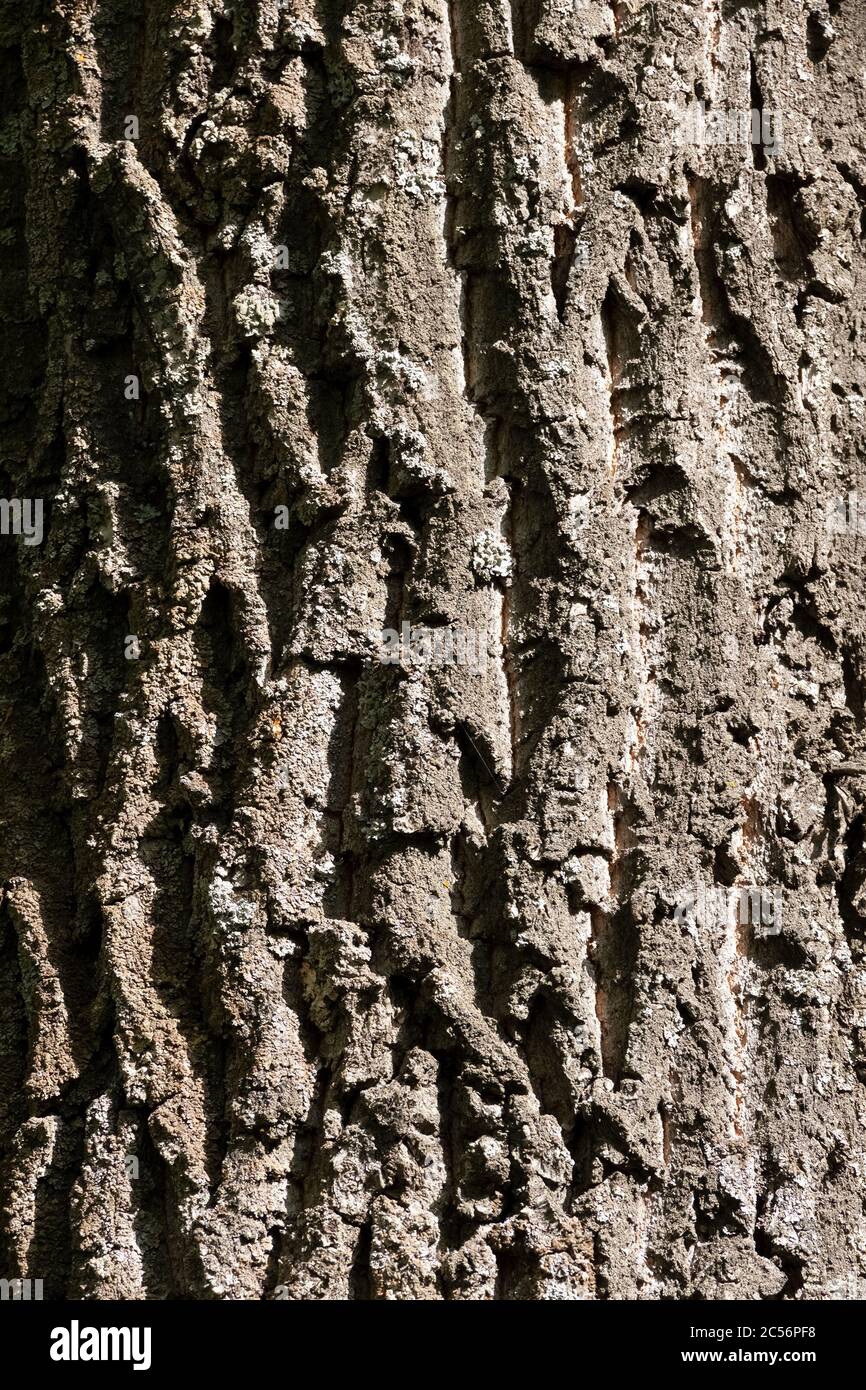 Alter trockener Stamm einer alten Eiche. Stockfoto