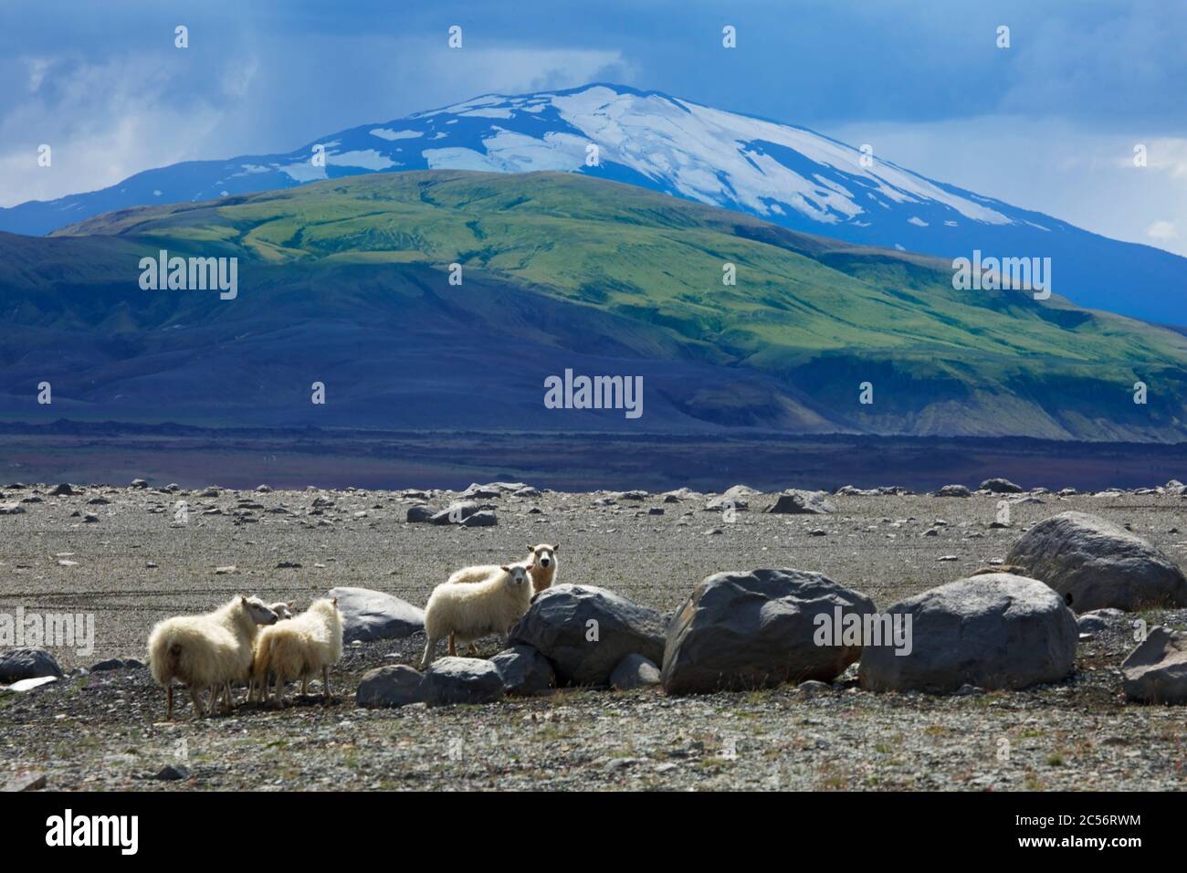 Schafe in den Geroell Feldern der Budarhals vor dem Vulkan Hekla umgeben von dunklen Wolken. Stockfoto