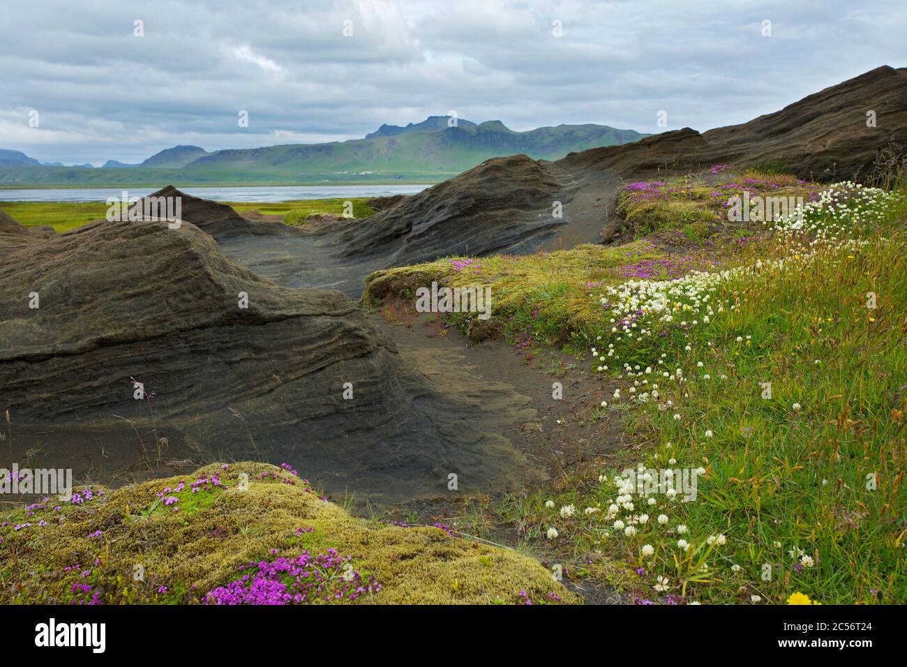 Blütenkissen zwischen erstarrten Sandschichten eines ehemaligen Meeresbodens als Folge von unterseeischen Vulkanismus bei Dyrholar in Südisland. Stockfoto