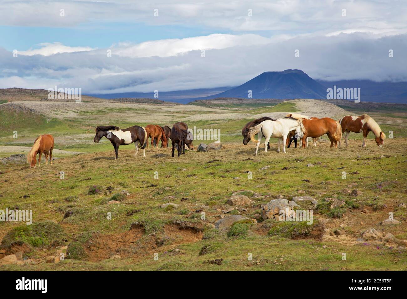 Weidende isländische Pferde auf Uxahryggir nördlich von Pingvellir. Stockfoto