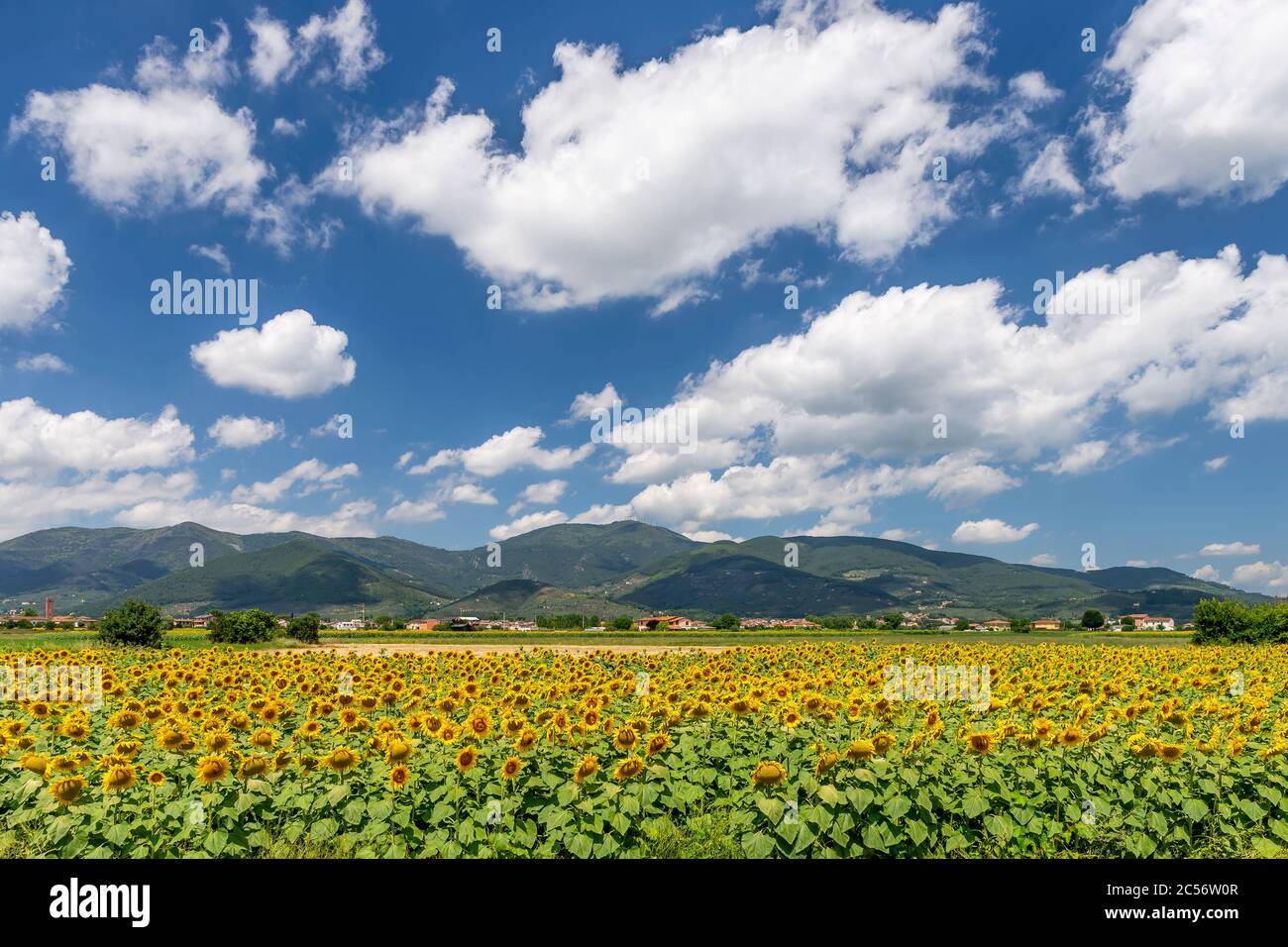 Schöne toskanische Sommerlandschaft in der Nähe von Pisa, Italien, mit Sonnenblumen, Landschaft und Monte Pisano Berge im Hintergrund Stockfoto