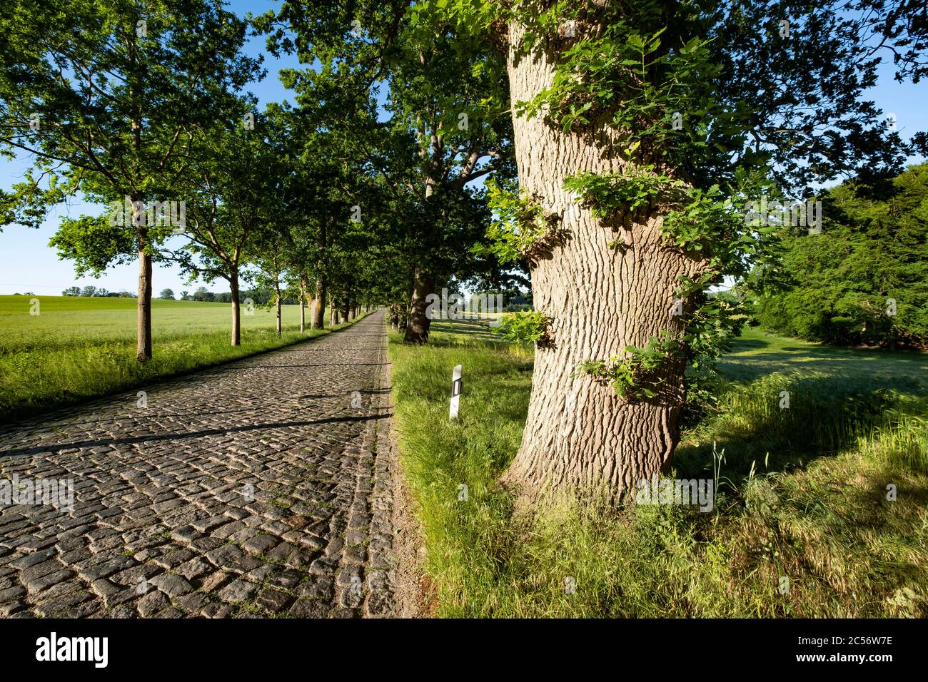 Eichen und Allee mit Pflastersteinpflaster bei Vilmnitz auf der deutschen Insel Rügen im Sommer Stockfoto