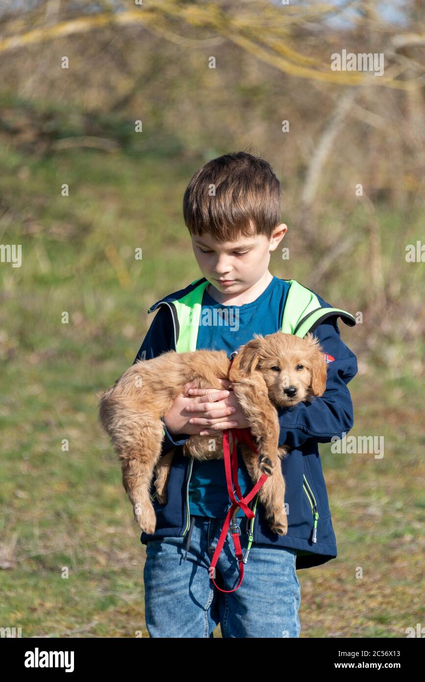 Ein 8 Wochen alter Mini-Golddoodle (eine Mischung aus einem goldenen Retriever und einem Miniaturpudel) kann von einem Jungen getragen werden. Stockfoto