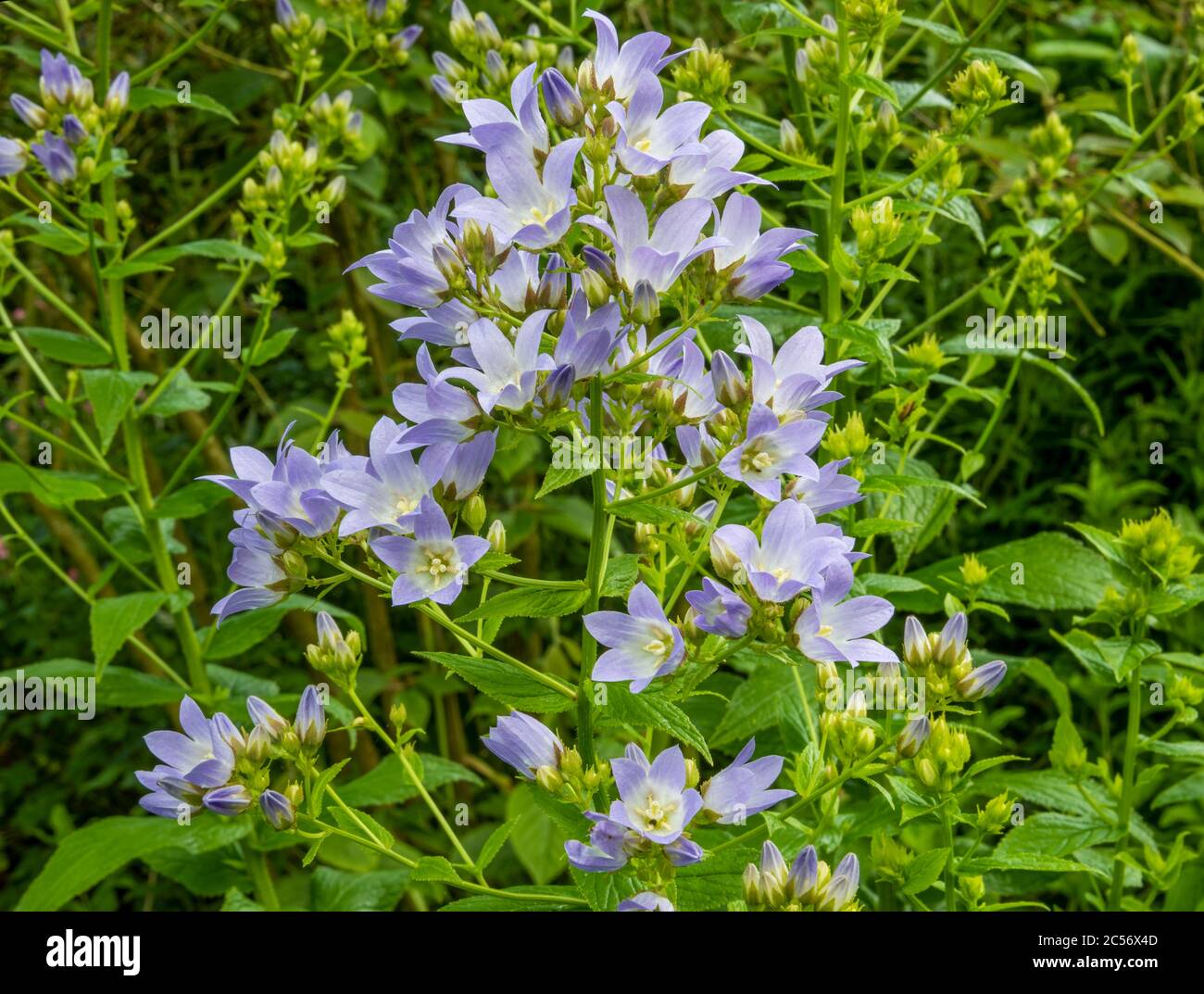 Nahaufnahme der Pake blau violett Campanula lactiflora (Milchblume) in der Grenze mit verschwommenem grünem Laub im Hintergrund. Stockfoto