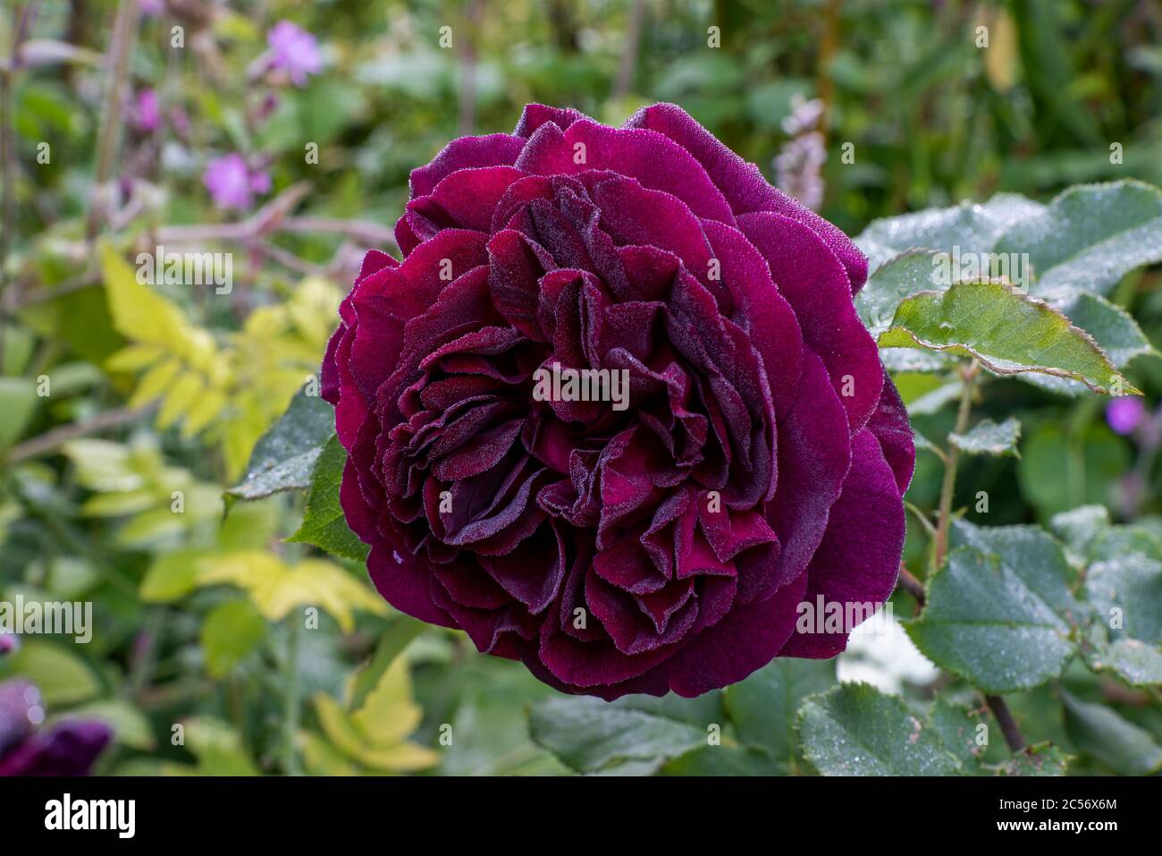 Nahaufnahme der einzelnen Blüte der Rose 'Munstead Wood' (Ausbernard) bedeckt mit Morgentau in Cottage Garten Grenze. Stockfoto