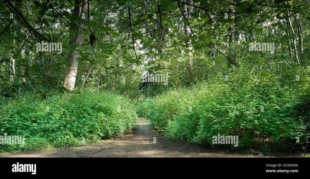 Ein Pfad durch einen alten Wald (Rest des Rockingham Waldes), jetzt das lokale Naturschutzgebiet (LNR) von King's Wood Corby, Northamptonshire, England Stockfoto