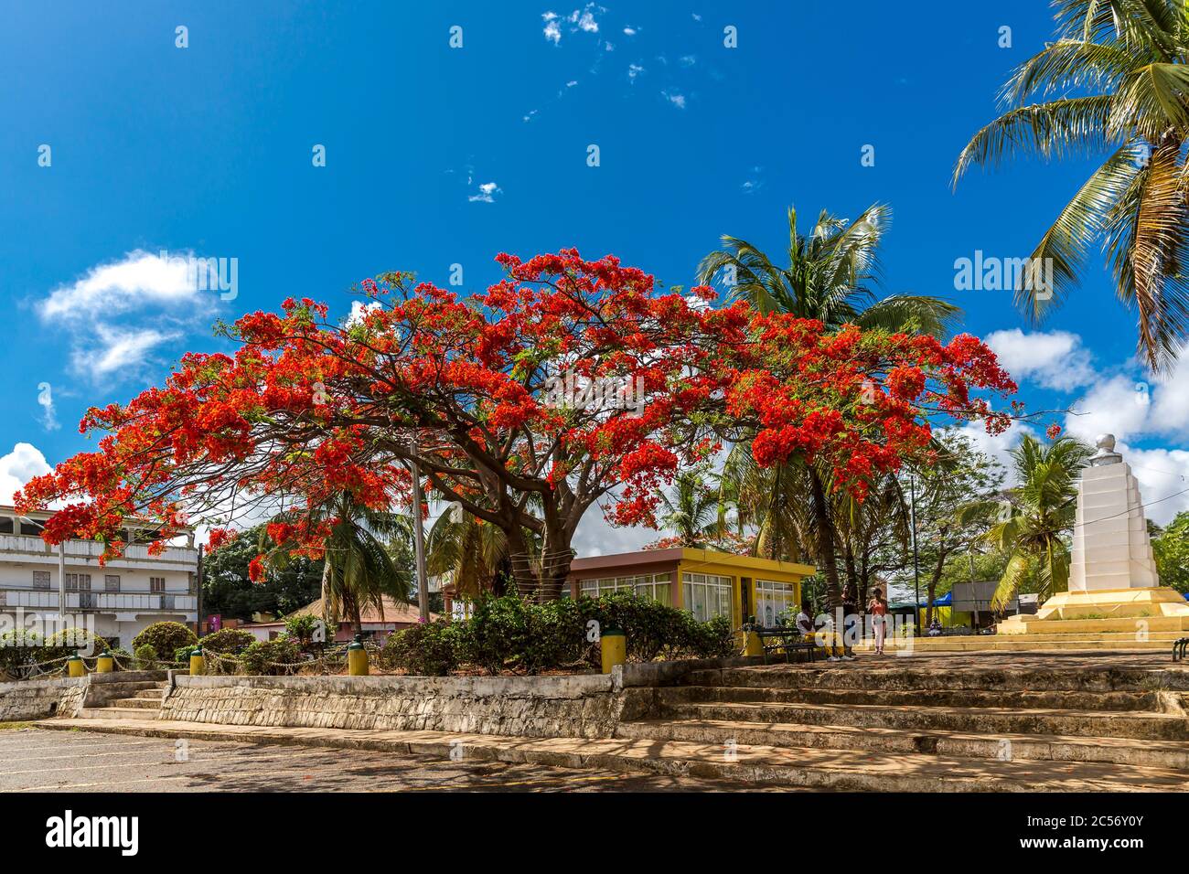 Flame Tree, Flamboyant, Carob Familie, Antsiranana, Diego Suarez, Madagaskar, Afrika Stockfoto