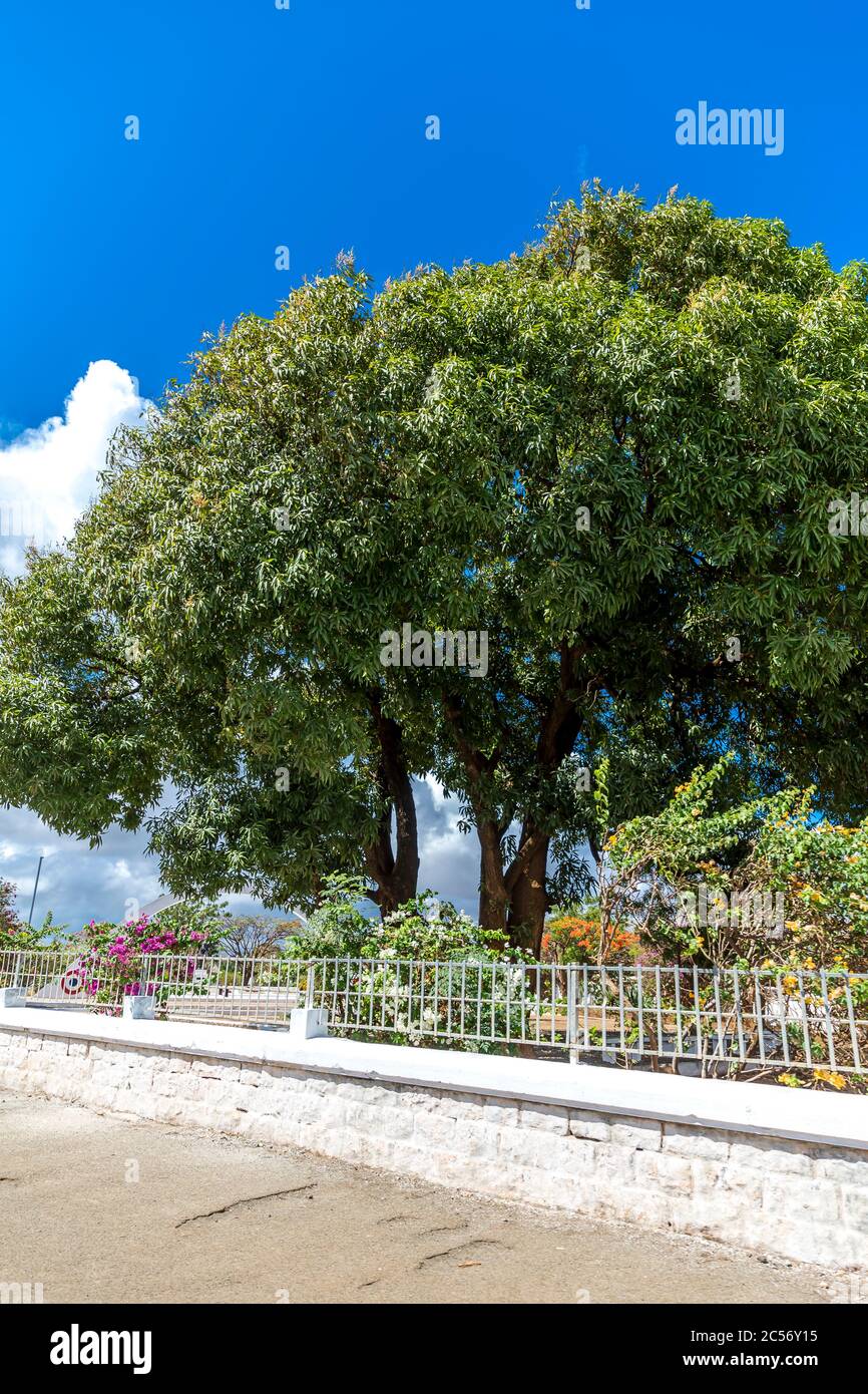 Avocado-Bäume, Antsiranana, Diego Suarez, Madagaskar, Afrika Stockfoto