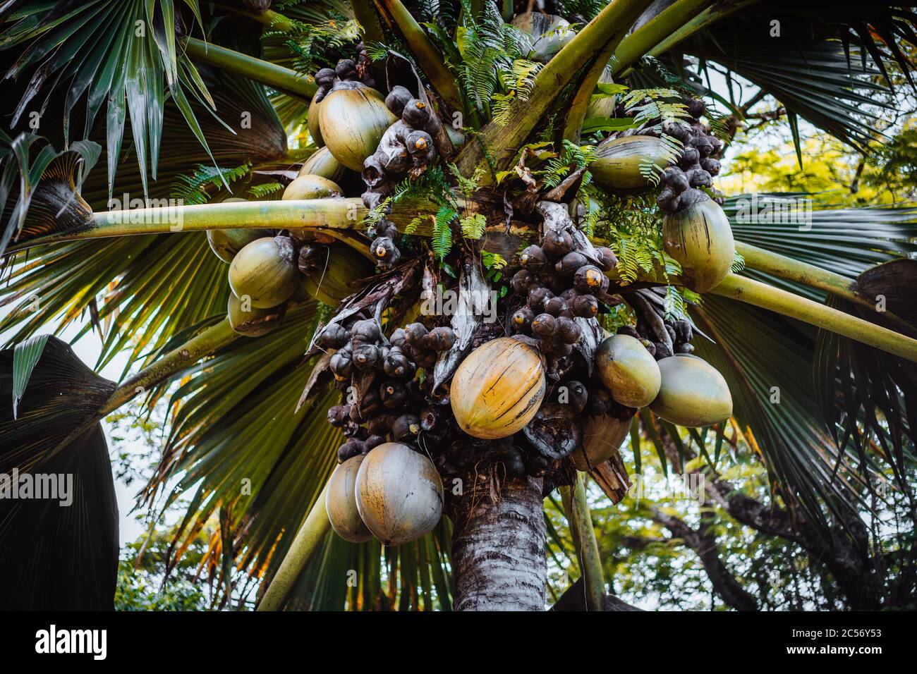 Nahaufnahme von Lodoicea bekannt als Coco de mer oder Doppel-Kokosnuss. Es ist endemisch auf den Inseln Praslin und Curieuse auf den Seychellen. Stockfoto
