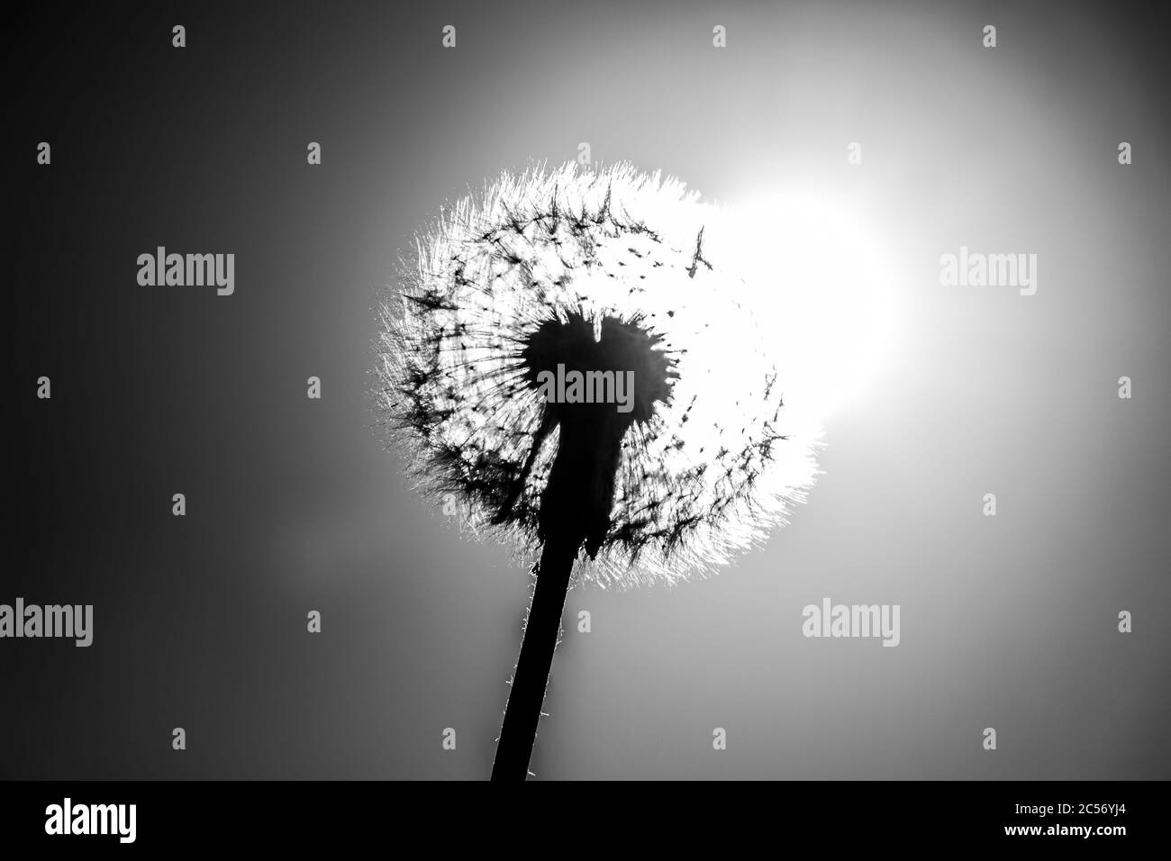 Weißer Löwenzahn in den Strahlen der aufgehenden Sonne. Stockfoto