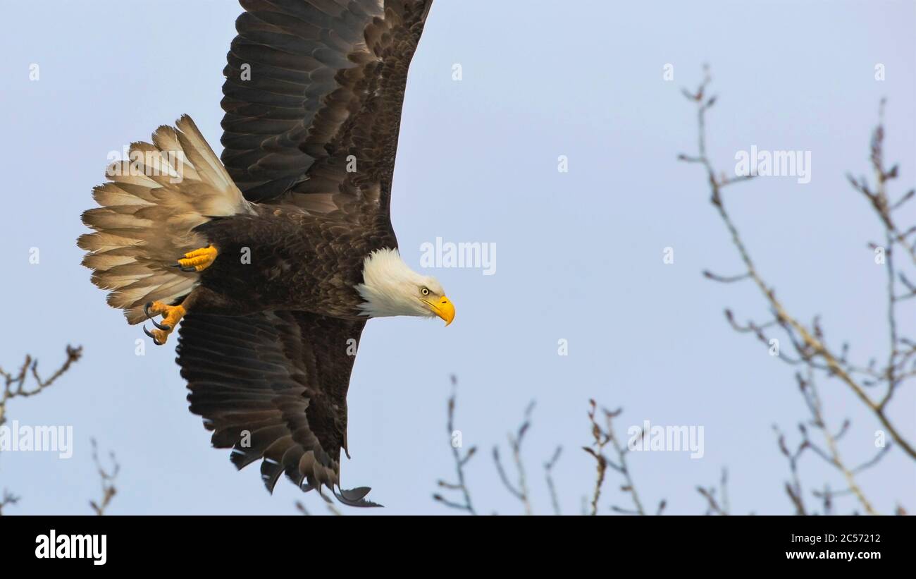 Glatt-Adler-Jagd, fliegend tief über Baumoberseite, wachsam. Stockfoto